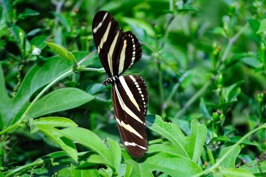 The National Butterfly Center in Mission is one of seven Texas wildlife conservation areas that could be affected by President Donald Trump’s border wall expansion. (National Butterfly Center)