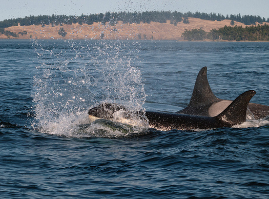 The Northwest's Southern Resident orca population is down to 75, the lowest number in 30 years. (Ingrid Taylar/Flickr)
