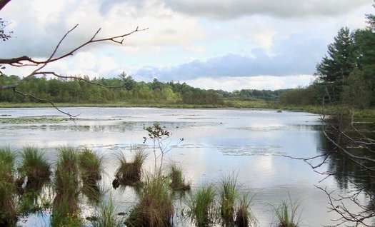 Bullkill Marsh is about 200 yards from the proposed potash facility near Hersey in Evart Township, Osceola County. (Michigan Citizens for Water Conservation)