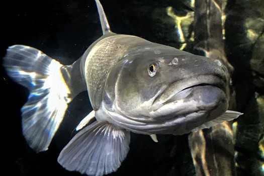 The Colorado pikeminnow is one of the endangered fish species threatened by oil-shale development in the Uintah Basin. (TaylorMcKinnon/Center for Biological Diversity)