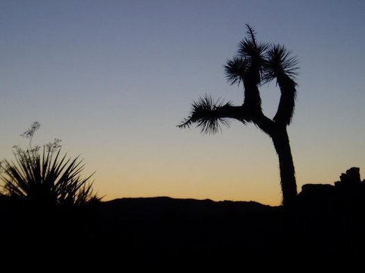 A new public-lands package would expand Joshua Tree National Park. (Wild Earth Guardians)