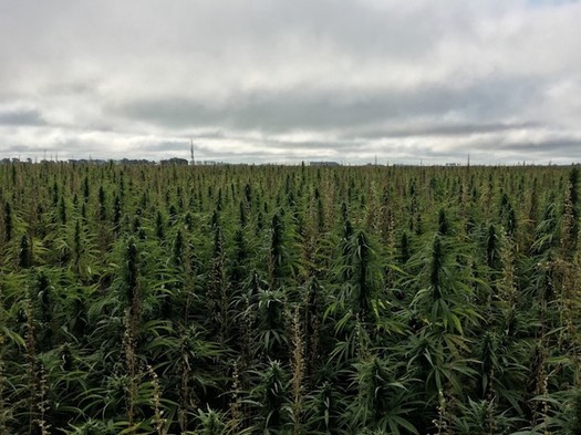 South Dakota hopes to diversify its cash crops with successful production of hemp, as shown here in Polk County, Minn. (Minnesota Department of Agriculture)