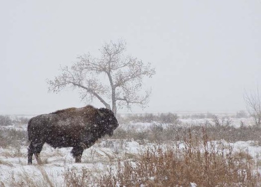 American Prairie Reserve manages 400,000 acres of purchased, leased and partnered lands. (Dennis Linghor/American Prairie Reserve)