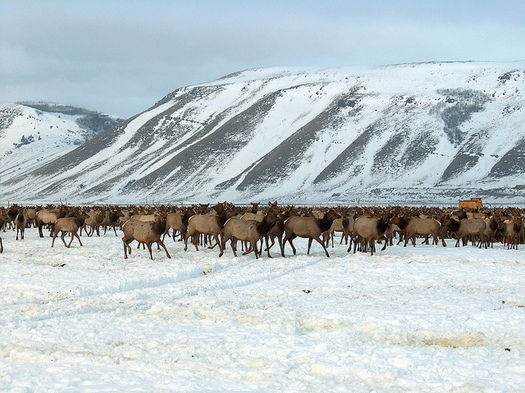 Concern is growing that artificially feeding elk on the National Elk Refuge could become a catalyst for chronic wasting disease in the Mountain West. (Diane Borgreen/USFWS)