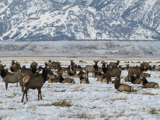 More than 20,000 elk have access to the feedlots at the National Elk Refuge in the winter. (Lori Iverson/USFWS)