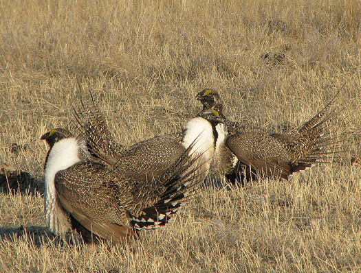 Montana passed a management plan in 2015 that helped keep sage grouse off the federal endangered species list. (U.S. Department of Agriculture/Flickr)