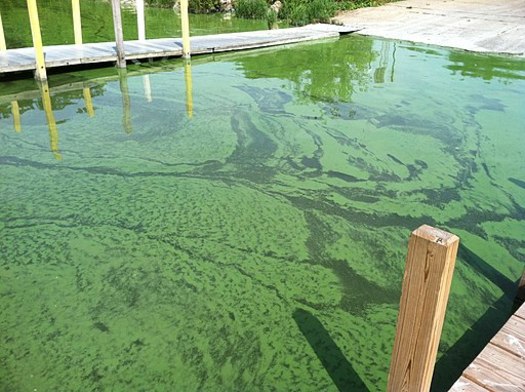 A new report says harmful algae blooms such as this one in Bolles Harbor in Monroe, Mich., may become more frequent because of climate change. (Great Lakes Environmental Research Laboratory/Wikimedia Commons)