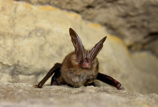 The Virginia big-eared bat consumes insects, with small moths making up a significant portion of its  diet. (Larisa Bishop-Boros/Wikipedia)