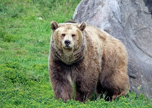 Encounters with grizzlies are rare, but increase during hunting season, as bears preparing for hibernation are drawn to innards left by hunters after field-stripping game. (Pixabay)