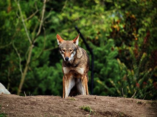 North Carolina's Albemarle Peninsula is home to the world's only wild population of red wolves. (Matthew Zalewski/Wikimedia Commons)