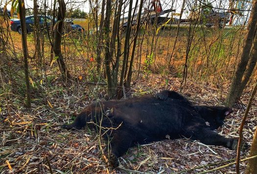 A 600-pound bear died from a car collision east of Plymouth, N.C., this week. Law enforcement officials say the driver was unharmed. (Tom Harrison/NCBearFest.com)