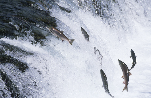 Salmon populations in the Northwest continue to spiral downward. (biker3/Adobe Stock)