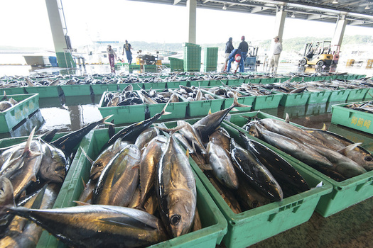 New legislation would require marine fisheries to let some fish species reach maturity before they can be harvested. (Adobe Stock)