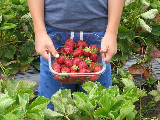 Researchers say expanding access to local fruit, vegetables and meat can help curb hunger in Ohio.(shamefaced/Pixabay)