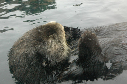 A judge cited the need to protect the California sea otter in his refusal to lift a moratorium on offshore fracking at existing wells. (kconnors/Morguefile)