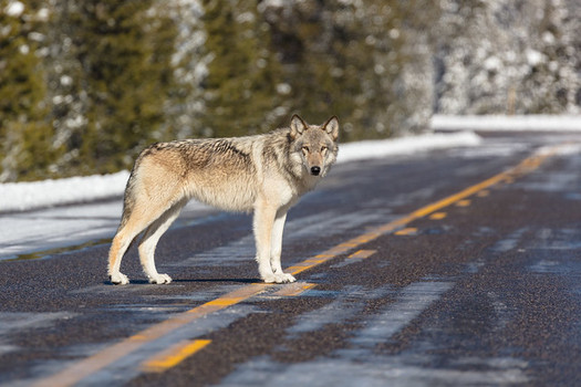 Yellowstone National Park officials work to curb excessive human-caused deaths of wolves, including being struck by cars. (National Park Service) 