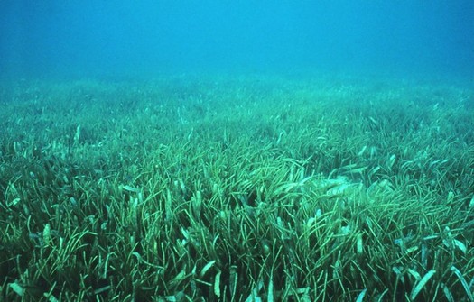 Seagrasses soak up climate-changing carbon and absorb pollutants that run off land. Seagrasses aren't algae or seaweed and are different from marshes and wetlands. (NOAA Photo Library/Flickr)