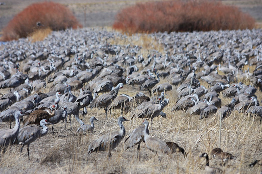 Habitat fragmentation is a major threat to migrating species around the world. (Mark A. Bauer/USGS)