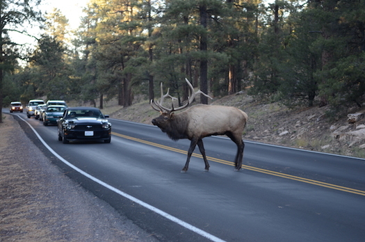 New Mexico is developing a study to identify areas where wildlife crossing roadways are consistently hit by motorists. (wildlandnetwork.org)