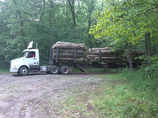 An average volume of 14 million board feet of timber annually is prescribed to be sold from Indiana state forests between 2015 and 2019. (Indiana Forest Alliance)