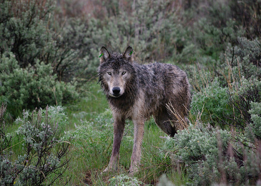 There are 137 known wolves in Oregon, according to the latest count. (Oregon Department of Fish and Wildlife/Flickr)