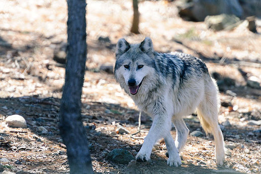 Since federal protections for wolves were lifted in Idaho, Montana and Wyoming in 2011, wildlife advocates say trophy hunters and trappers have killed some 3,000 wolves. (Eric Kilby/Wikimedia Commons)