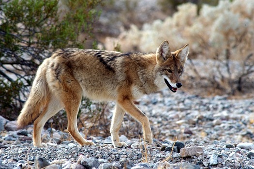 A proposed rule change by the Arizona Game and Fish Commission would end hunting contests that often target such apex predators as coyotes, bobcats and foxes. (GabrielAssan/AdobeStock)
