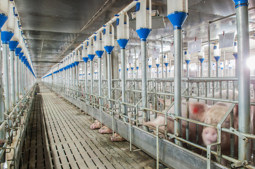According to the organization Food & Water Watch, there are more factory-farmed hogs than people in North Carolina. (Adobe Stock)