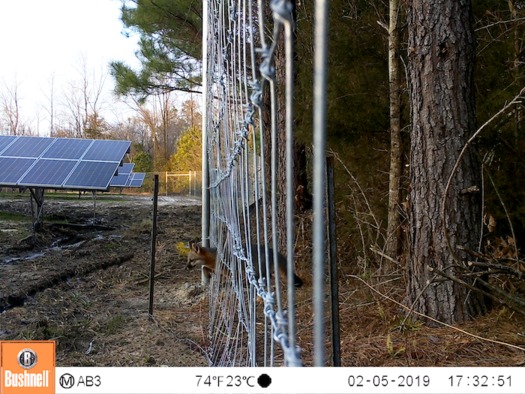 A fox passes through wildlife-permeable fencing at a solar farm. This photo was taken by a motion-sensitive camera. (Pine Gate Renewables)  A fox passes through wildlife-permeable fencing at a solar farm. This photo was taken by a motion-sensitive camera. (Pine Gate Renewables)