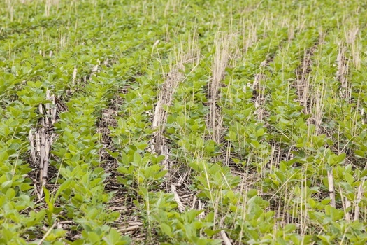 Soybeans can be planted over a cereal rye cover crop. (Bmargaret/Adobe Stock)