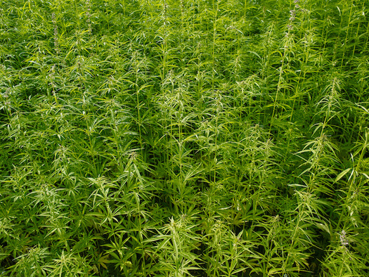 Hemp production could see a boom because it contains CBD, a compound with potential pharmaceutical uses. (torstengrieger/Abode Stock)