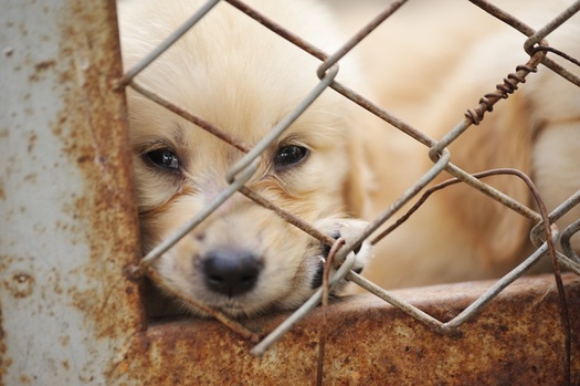 Many problem puppy mills aren't cited for inhumane conditions because they operate in secrecy. (sommai/Adobe Stock)
