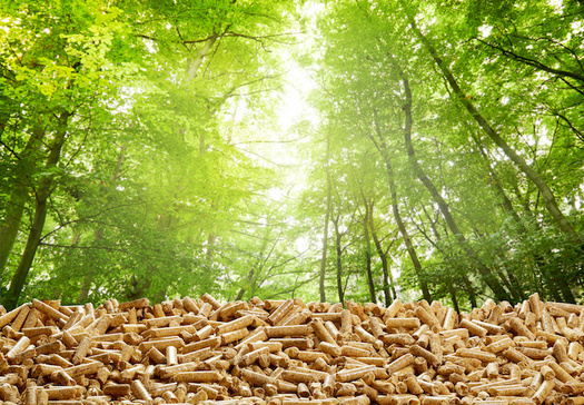 Wood pellets are a type of biofuel made from trees. In some European countries, pellets are used in large-scale power plants once fueled by coal. (Adobe Stock)