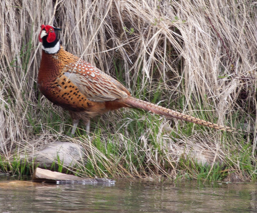 South Dakota has spent nearly $1 million for a trap giveaway program to kill mammals considered pheasant predators, including raccoons, skunks, possums, badgers and red foxes. (statesymbolsusa.org)