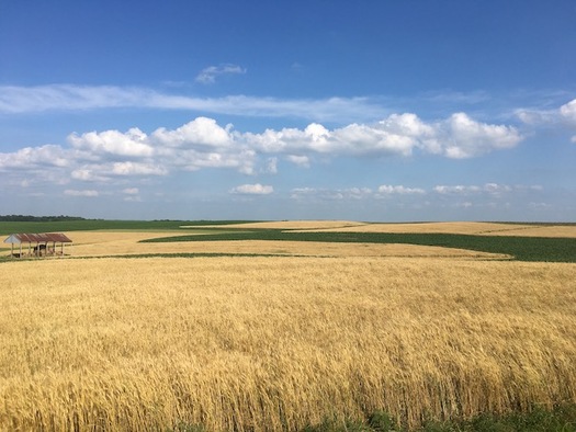 Small grains such as barley and rye help reduce nutrient runoff on farms. (Halee Wepking/Meadowlark Farm)