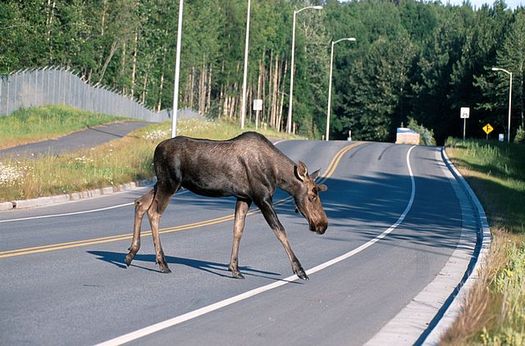 Since 2008, vehicles have killed 45 moose along Wyoming Highway 390. (John J. Mosesso/Wikimedia Commons)