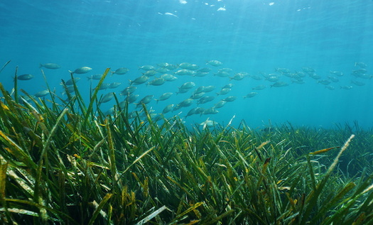 There are between 134,000 and 200,000 acres of seagrass beds in coastal North Carolina, according to the state's Department of Environmental Quality. (Adobe Stock)   