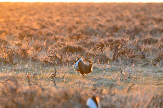 Sage grouse have lost 95 percent of their historic population. (Jennifer Strickland/USFWS)