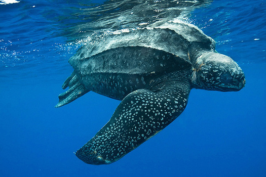 The Pacific leatherback sea turtle is one of the species at risk if the Pacific Fishery Management Council authorizes shallow-set longline fishing gear. (National Oceanic and Atmospheric Administration)