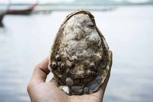 The oyster populations from Maine to Florida has shrunk to less than 10% of its historic size. (nulovetoyo/Adobe Stock)