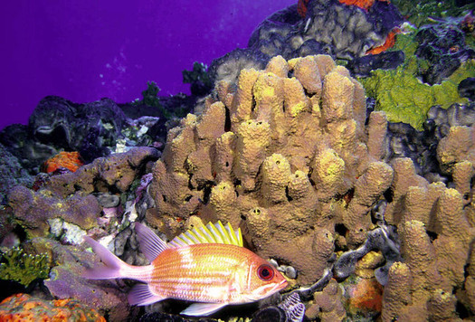 Projects are under development to restore and protect deep-sea habitat and coral reefs such as the Flower Garden Banks Reef off the Texas coast in the Gulf of Mexico. (Flickr)
