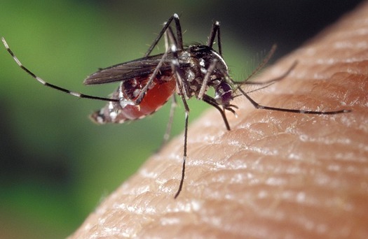 The Indiana State Department of Health says only a doctor can confirm whether a person has contracted West Nile virus from a mosquito bite. (fotoshoptofs/Pixabay)