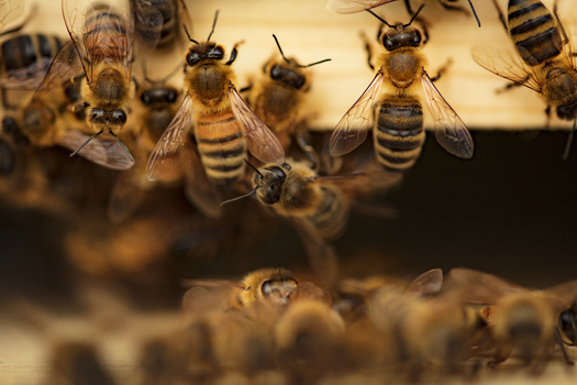 The rusty patched bumblebee, Minnesota's new official state bee, has lost 90% of its historical range and experienced a dramatic population decline. (Paloma Ayala/Adobe Stock)