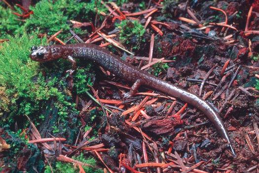 The Siskiyou Mountains salamander thrives in the old-growth forests of Northern California and Southern Oregon. (William Leonard/Foundation for the Preservation of Wildlife and Cultural Assets)