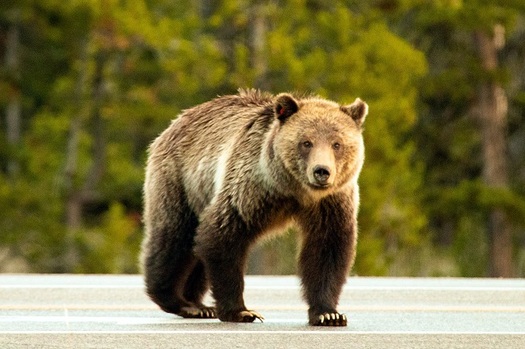 Tens of thousands of grizzly bears used to range from northern Mexico to Alaska, but unregulated hunting has reduced their number to less than 2,000, putting them on the Endangered Species List. (National Park Service)