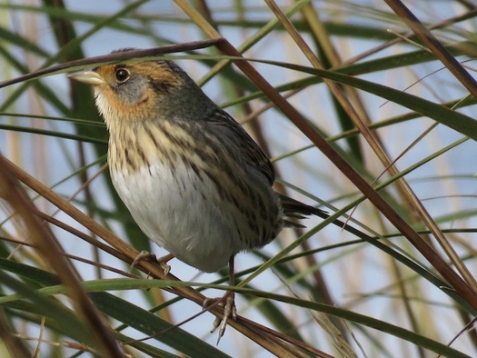 Rising sea levels could drive the saltmarsh sparrow to extinction within 50 years. (CT Audubon Society)