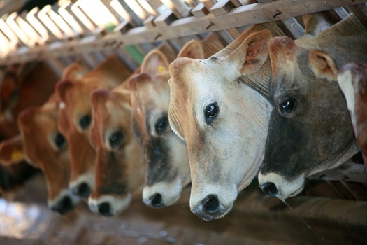 Indiana has allocated a lot more money for inspecting and regulating Concentrated Animal Feeding Operations, but will it result in fewer complaints about them? (Casa da Photo/Adobe Stock)