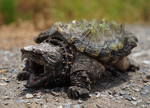 The alligator snapping turtle is one of Tennessees at-risk species, according to the U.S. Fish and Wildlife Service. (Adobe Stock)
