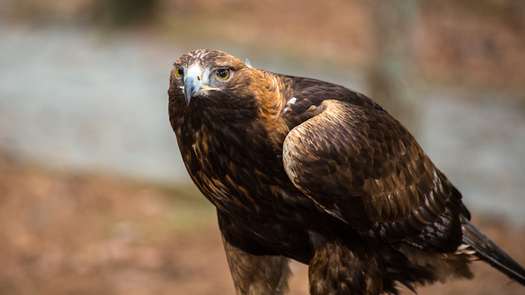 Many species of birds, amphibians, freshwater fish, reptiles and other wildlife have been determined to be priorities for conservation action in North Carolina. (Adobe Stock)