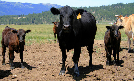 Roughly 400,000 cows in the Magic Valley produce as much waste as 12 million people. (Lee O'Dell/Adobe Stock)